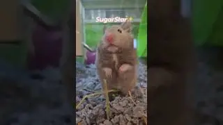 Help me name my hamster! #hamster #pets #shorts