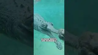 Be careful with the amazing camouflage of the gharial crocodile 🐊😰 #gharial #shorts #trending