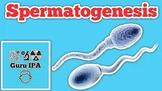 spermatogenesis - proses pembentukan sel sperma pada pria