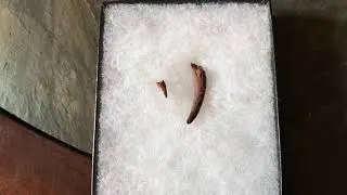 Fossil Fridays - Ep. 16 Flying Fossils