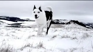 esperi - lone wolf [OFFICIAL VIDEO]