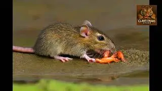 Animals life, River Mouse