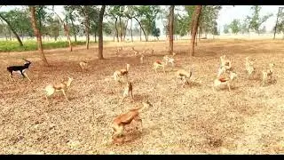 Deer park  #video #wildlife #ncs #animals #pets @rrklife357