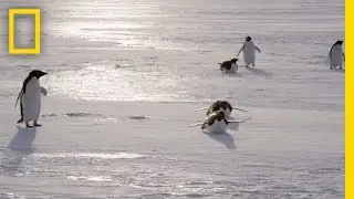 All About the Ad&eacute;lie Penguin | Continent 7: Antarctica