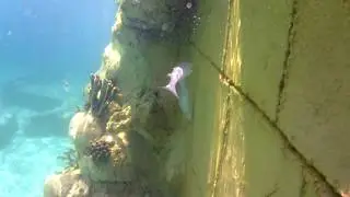 Sea Park Alanya - Sealanya 2019
