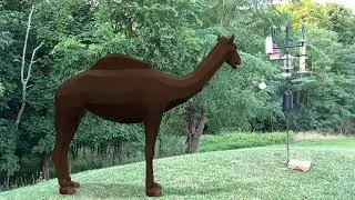 Facts about the Western Camel in augmented reality @thelabreatarpits