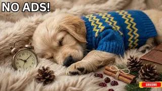 Calm Your Dog Instantly & Let Them Sleep Peacefully &ndash; 12 HOURS of Dog Calming Music For Dogs🎵💖