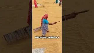 Can Millet Solve Hunger and Climate Change