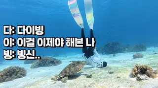 보홀🇵🇭여행의 질이 10배는 높아지는 액티비티 🦭🐢🫧 보홀여행 계획이신 분들은 꼭! 하세요