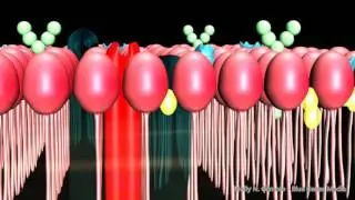 Adenovirus Maya Animation