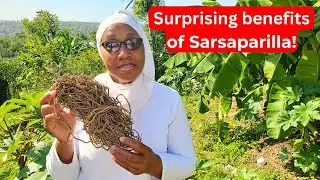 Before You Ignore Sarsaparilla, Know What It Does 🌿