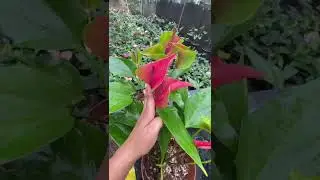 Us brilliant.මෙයා වගේ රැජිනක් වෙන නෑ#anthuriumwagawasinhala#garden #fypviral#0765647812 #flowers 