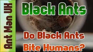 Do Black Ants Bite? - OMG! ANTS BITE!! - Ants That Bite Humans!