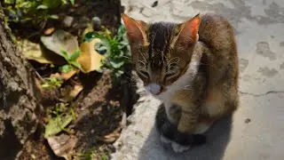 Precious Kitten Relaxing Warmly in the Sunshine