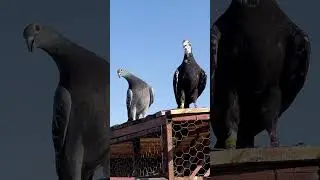 Black tiger grizzle #racingpigeons