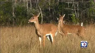 Local 10 Eco Hero team travels to Florida Wildlife Corridor