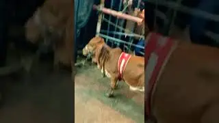 JDC Small Cow | JDC Qurbani Baraye Mustahkeen 2022