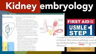 Kidney embryology | Renal agenesis in Hindi/Urdu by first aid for USMLE step 1