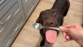 MAKING HOMEMADE DOG FOOD FOR MY LABRADOR PUPPY!!