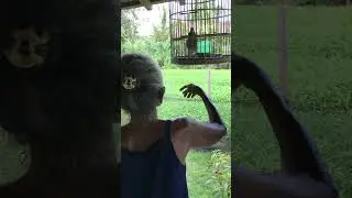 Manuk 