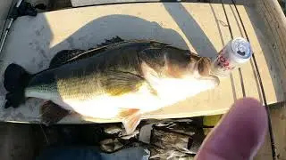 Trophy Largemouth Bass, Roanoke river, Gaston to Weldon Boat Ramp, Weldon, North Carolina