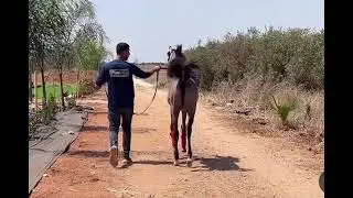 Arabian Horse Walking On Road 🐴🐎:| #youtubevideo