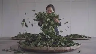 福爾摩沙農場Formosan Farms茶文化價值