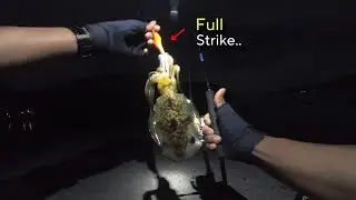 Mancing Cumi Egi ini Borong Strike‼️ Cumi-Cumi berdatangan..[Eging].