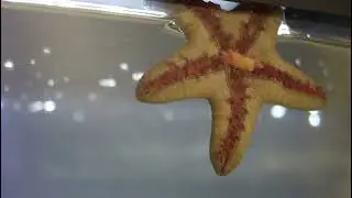 Feeding our Chocolate Chip Starfish!/Starfish feeding/How Starfish moves and eats Krill