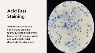 24BMB056.   Cell Wall Staining 
