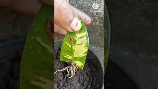 How to grow sapodilla tree from sapodilla leaf || How to grow sapodilla leaf #short #viral