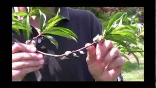 Benefits of Fruit Thinning For Peaches (Part 1)