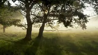 4K Forest Background Video #bsktrending #background_videos