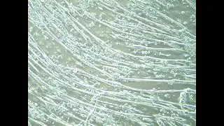 Electrical pulse stimulated 2D C2C12 cells.