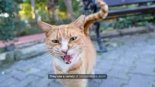 Why Cats Can't Talk