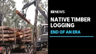 WA furniture makers say the end of native timber logging is a big blow for the industry ABC News