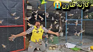 ​أكبر خسارة في المزرعة.. طارن الفناجز وانهار كل شيء 🕊️💨