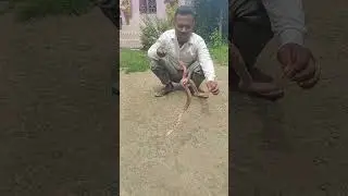 Thai cat snake rescue at nizkalaigaon #snake#wildliferescue#cobra#rescueefforts#snakecobra@Hailight 