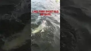 LAKE FORK  SLO MO BASS