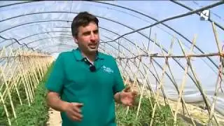 El tomate rosa, estrella de la huerta oscense