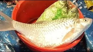 🔴 Live Fish Cutting ASMR | Fresh Seafood Processing from Market | For USA & Europe Viewers