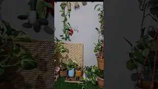 আমার ছোট্ট বারান্দা বাগানের যত্নের টুকটাক|tasminsvlog||gardening|shorts