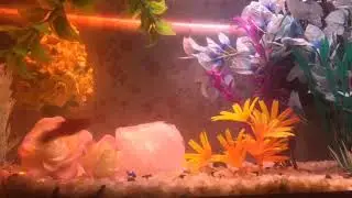 Springtime Easy Listening music mix Live Fishtank relaxing #Aquarium In Action! platy and molly fish