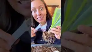How to separate your snake plants #plantcare #snakeplant #plantgrowth #repotting