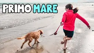PORTIAMO IL CANE AL MARE per la Prima Volta: Cucciolo Golden Retriever