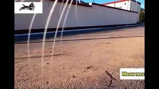 #catperspective #tiktokcats #pet #cats #adventure