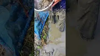traditional mud fishing #shorts
