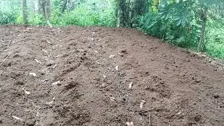 Penanaman bibit jahe#pertanian #petani #agrikultur #berkebun #petanimuda 