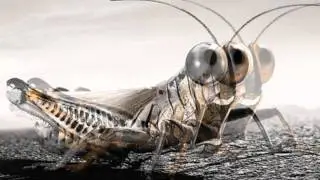 GIUSY L@ [DINGUE] - METALIK INSECTS