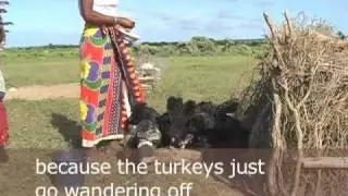 Chickens are my security
